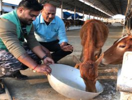 गौ सेवा
