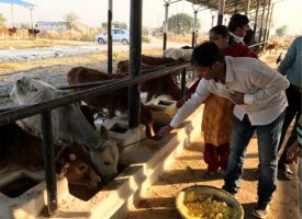 गौ सेवा