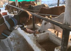 गौ सेवा